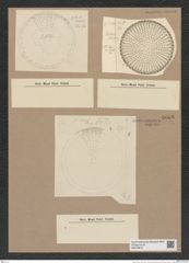 Stictodiscus sp. (de-Toni-Nr.: Genus 205) Zeichnungen Sammlung Grunow Nr. 9068 (NHMW-BOT-W0378816)